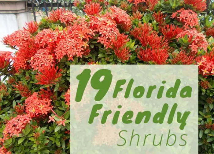 Best flowers to plant in florida