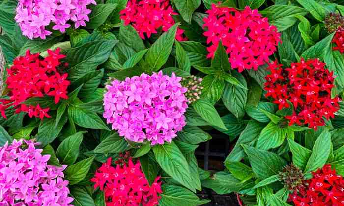 Best flowers to plant in florida