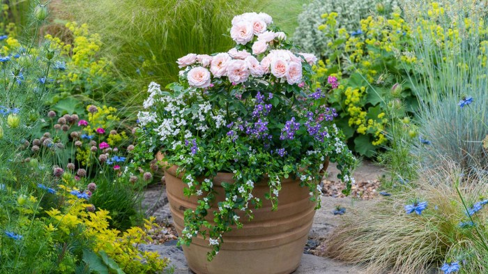 How to plant flowers in a pot